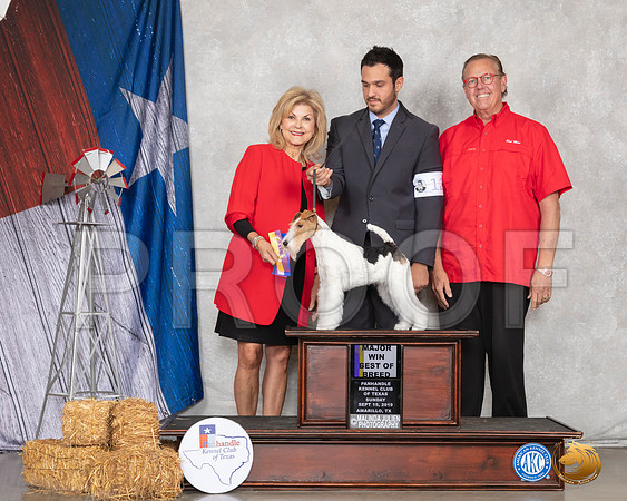 Fox Terrier #12 Sun BOB Maj Judge Robert Hutton__SR_8894_Amrilo2019-HR3