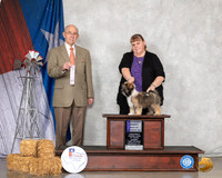 Havanese #10 Sun BPBOS Judge Kenneth Buxton