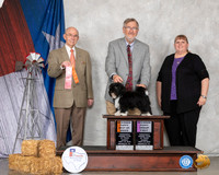 Havanese #5 Sun BPG1 Judge Kenneth Buxton