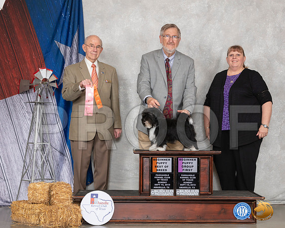Havanese #5 Sun BPG1 Judge Kenneth Buxton__SR_8874_Amrilo2019-HR3