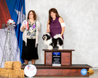 Havanese #7 Sun BOW Judge Elizabeth Muthard