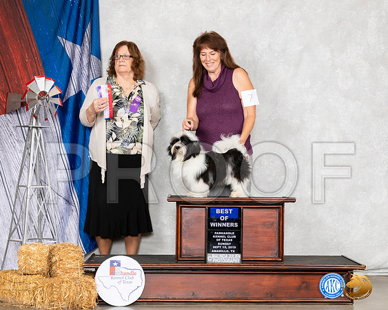 Havanese #7 Sun BOW Judge Elizabeth Muthard__SR_8857_Amrilo2019-HR3