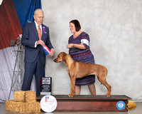 Rhodesian Ridgeback #10 Sun BOS WB Judge Robert Hutton