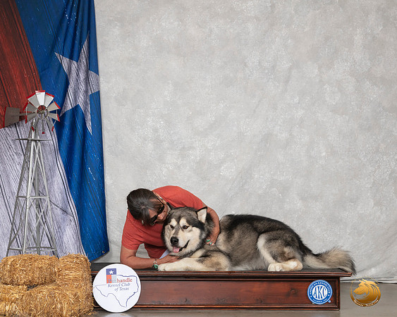 Alaskan Malamute Custom Sun__SR_8922_Amrilo2019-HR3