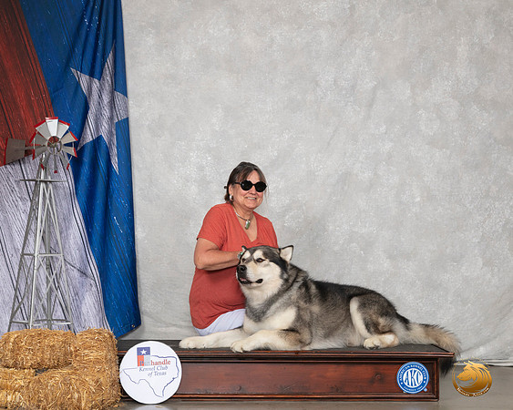 Alaskan Malamute Custom Sun__SR_8925_Amrilo2019-HR3