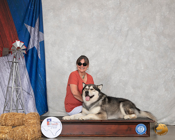 Alaskan Malamute Custom Sun__SR_8927_Amrilo2019-HR3