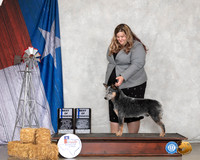 Australian Cattle Dog #7 Sun BOW