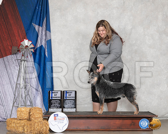 Australian Cattle Dog #7 Sun BOW__SR_8900_Amrilo2019-HR3