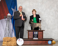 Cairn Terrier #10 Sun BOB Judge John Booth