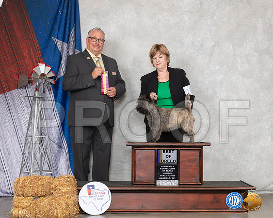 Cairn Terrier #10 Sun BOB Judge John Booth__SR_8908_Amrilo2019-HR3