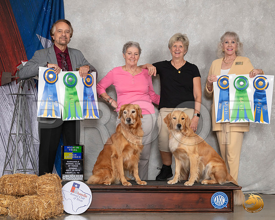 Golden Retriever #26 Sun HIT HIC __SR_8944_Amrilo2019-HR3