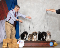 Havanese Family Sun