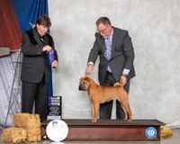 Chinese Shar Pei #8 Sun WB NCh Judge Charles Olvis