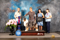 Australian Shepherd #55 Sun RBIS Judge Patricia Sosa