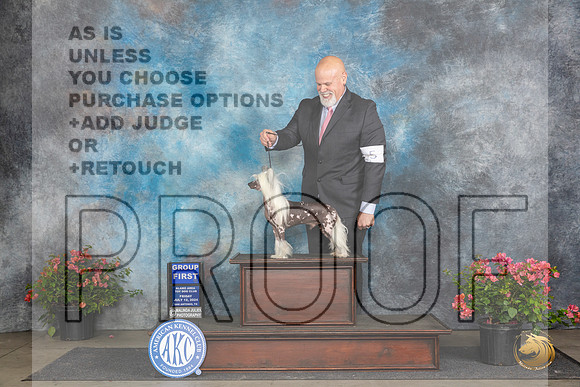 Chinese Cresteds #5 Fri OHG1 Judge Claire Wisch Abraham__JP_4220_San Antonio_2024_HR3