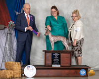 American Hairless Terrier #10 Sun NCh WB  Judge Robert Hutton