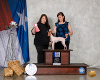 American Hairless Terrier #26 Sun 12to181st Judge Malinda Julien
