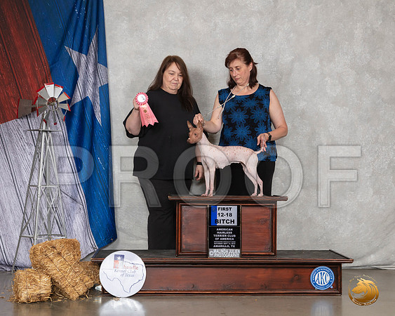 American Hairless Terrier #26 Sun 12to181st Judge Malinda Julien__SR_9118_Amrilo2019-HR3