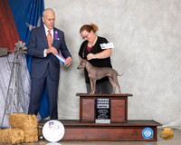 American Hairless Terrier #26 Sun RWB  Judge Robert Hutton