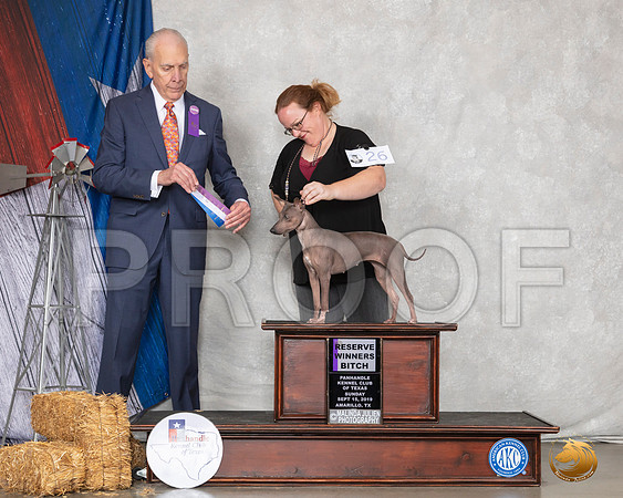 American Hairless Terrier #26 Sun RWB  Judge Robert Hutton__SR_8978_Amrilo2019-HR3