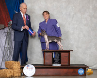 American Hairless Terrier #29 Sun BOW NCh Judge Robert Hutton