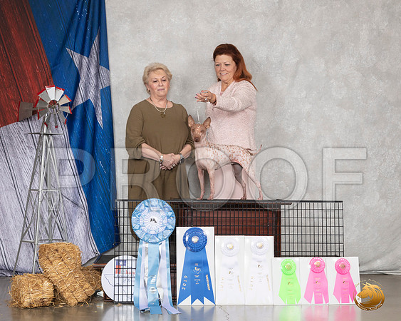 American Hairless Terrier #30 __SR_9090_Amrilo2019-HR3