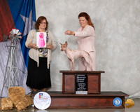 American Hairless Terrier #30 Sun OHG1 Judge Elizabeth Muthard