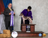 American Hairless Terrier #33 Sun RWD Judge John Booth