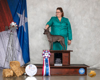 American Hairless Terrier #5 Sun Top 10