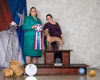 American Hairless Terrier #6 Sun Top 10