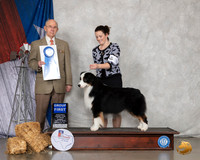 Australian Shepherd #33 Sun G1 Judge Kenneth Buxton