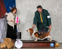 Basset Hound #5 Sun OHG1 Judge Elizabeth Muthard