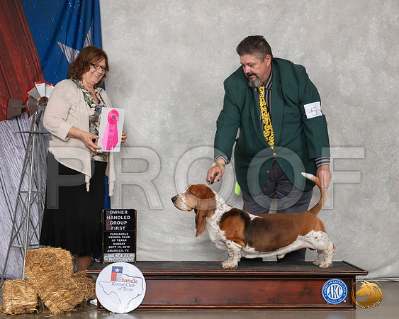 Basset Hound #5 Sun OHG1 Judge Elizabeth Muthard__SR_9067_Amrilo2019-HR3