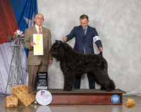 Bouvier des Flanders #5 Sun G3 Judge Kenneth Buxton