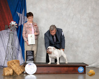 Bulldog #6 Sun OHG4 Judge Donna Buxton