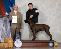 Cane Corso #5 Sun BOB OHG4 Judge Kenneth Buxton