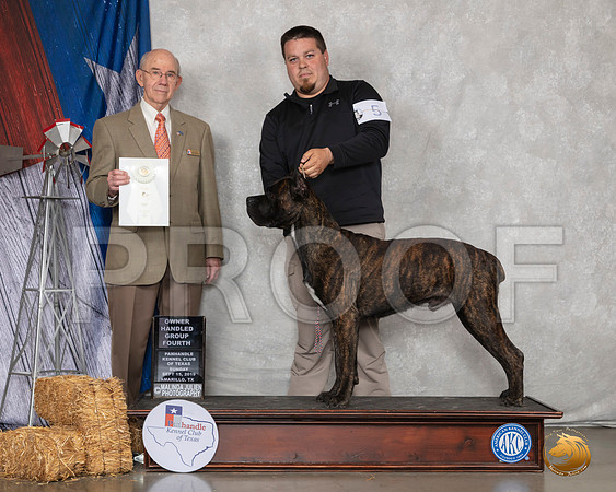 Cane Corso #5 Sun BOB OHG4 Judge Kenneth Buxton__SR_9012_Amrilo2019-HR3