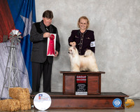 Chinese Crested #22 Sun G2 Judge Charles Olvis