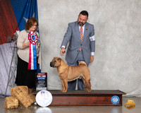 Chinese Crested #9 Sun BIS Judge Elizabeth Muthard