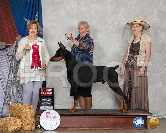 Doberman Pinscher #5 Sun G2 Judge Nancy Liebes__SR_8967_Amrilo2019-HR3