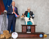 Fox Terrier #9 Sun BOS NCh Judge Robert Hutton