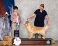 Golden Retriever #16 Sun BOW Judge Donna Buxton