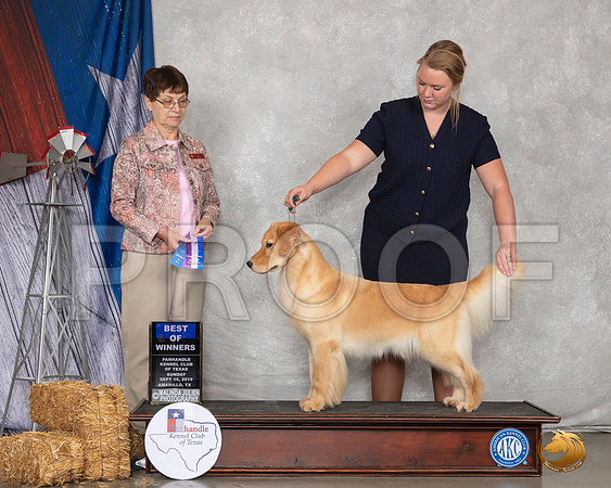 Golden Retriever #16 Sun BOW Judge Donna Buxton__SR_8997_Amrilo2019-HR3