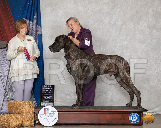 Great Dane #9 Sun OHBOB Judge Nancy Liebes__SR_8991_Amrilo2019-HR3