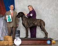 Great Dane #9 Sun OHG3 Judge Kenneth Buxton
