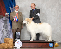Great Pyrenees #6 Sun BOW BOS NCh Judge Kenneth Buxton