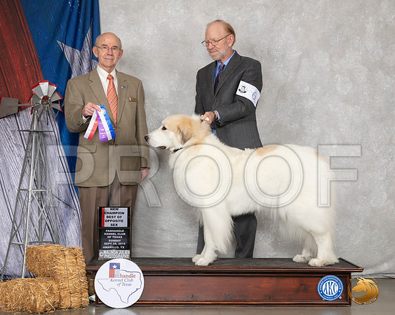 Great Pyrenees #6 Sun BOW BOS NCh Judge Kenneth Buxton__SR_9008_Amrilo2019-HR3