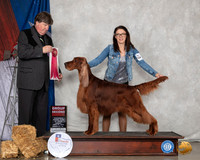 Irish Setter #5 Sun G2 Judge Charles Olvis