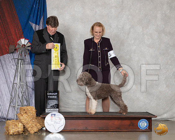 Lagotto Romagnolo #6 Sun G3 Judge Charles Olvis__SR_9116_Amrilo2019-HR3