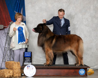 Leonberger #5 Sun G1 Judge Nancy Liebes